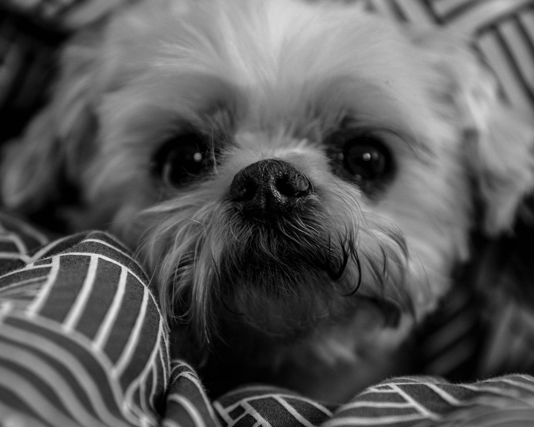 grayscale photo of long coated dog