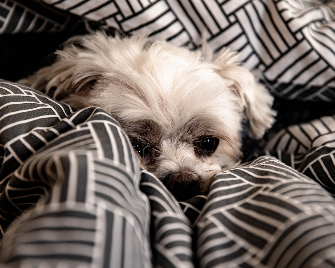white long coated small dog on white and black textile