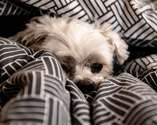 white long coated small dog on white and black textile