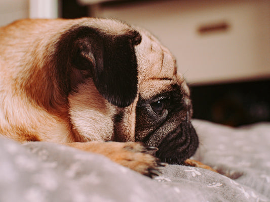 fawn pug lying on white and blue textile