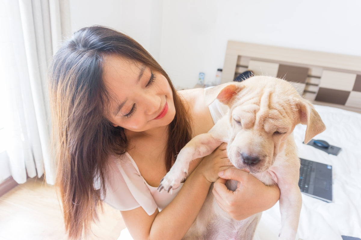 Comparing Different Pet Exercise Regimens for Optimal Health - My Pet Serenity