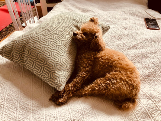 brown long coated small dog on white and gray striped textile