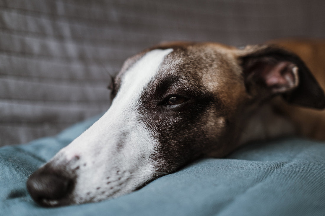 brown and white short coated dog lying on green textile