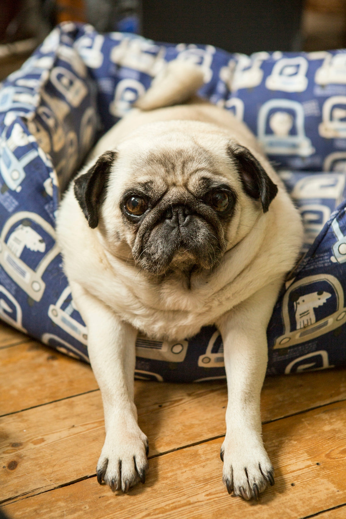 a small pug dog sitting in a dog bed
