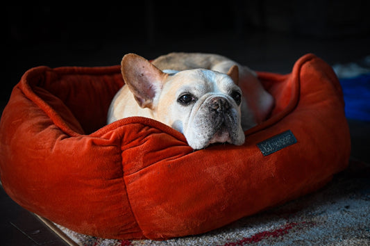 a small dog laying in a red dog bed