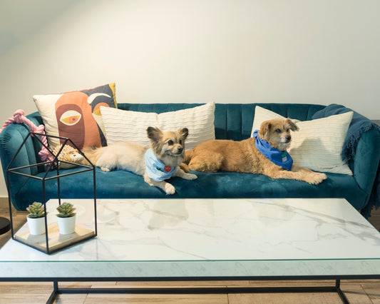 dogs lying on a couch