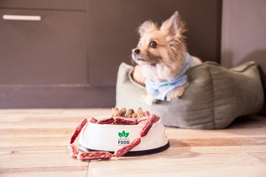 a dog sitting on a couch with a cake in front of it