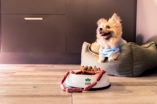 a dog sitting on a couch