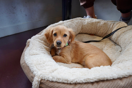 a dog laying in a dog bed on the floor
