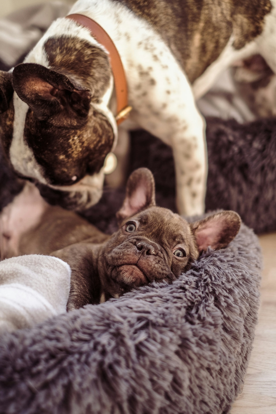 a group of dogs