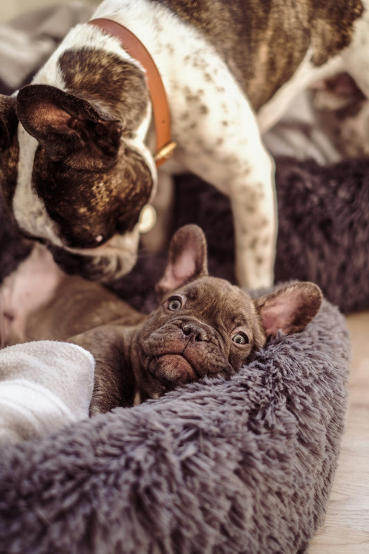 a group of dogs
