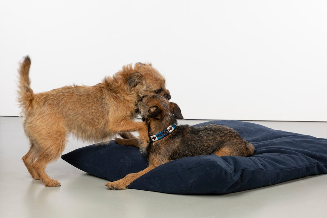 a couple of dogs standing on top of a pillow