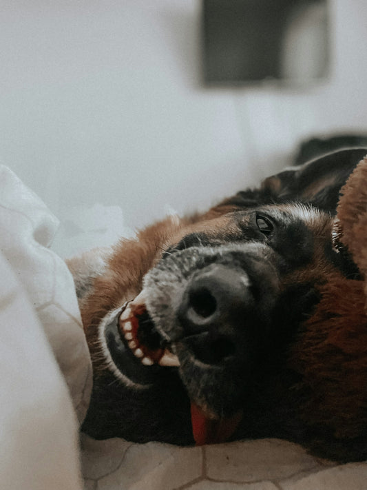 a brown dog laying on top of a bed next to a teddy bear