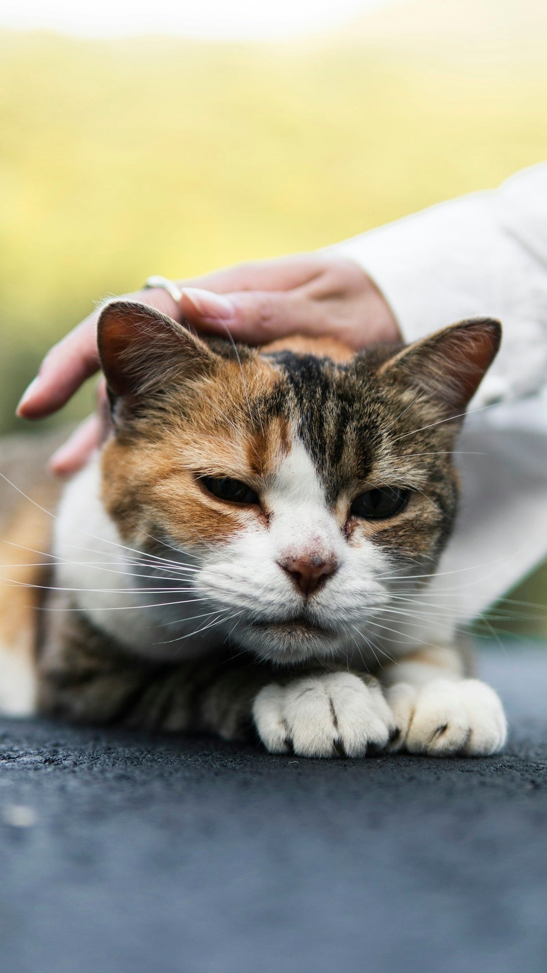How to Create a Balanced Diet Plan for Your Pets - My Pet Serenity