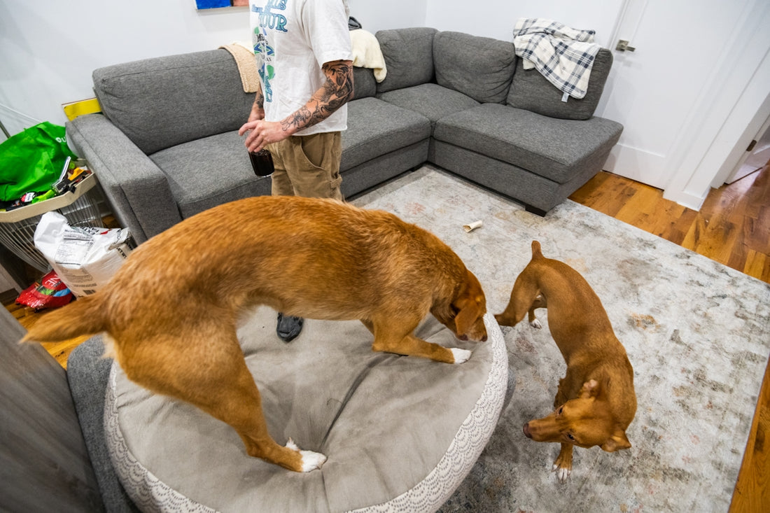a man standing in a living room next to two dogs