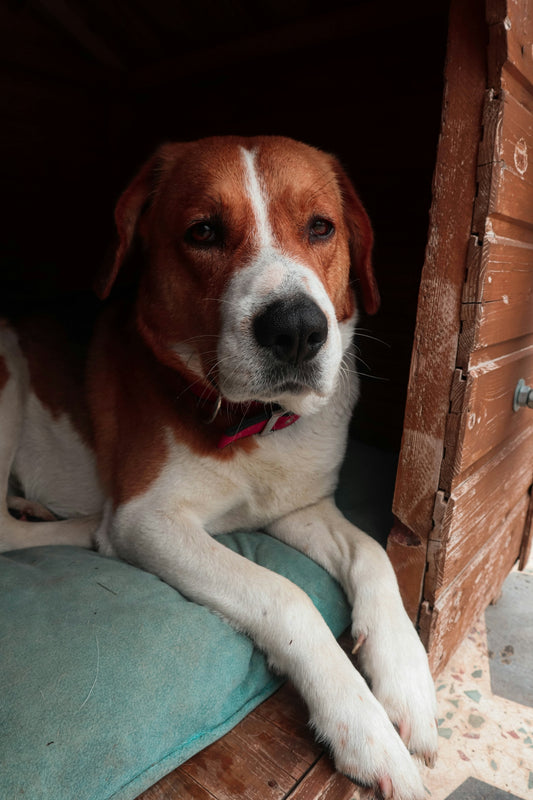 a brown and white dog laying on top of a blue pillow
