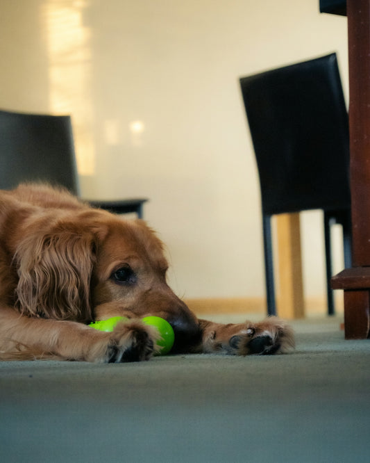 a dog laying on the floor with a tennis ball in its mouth