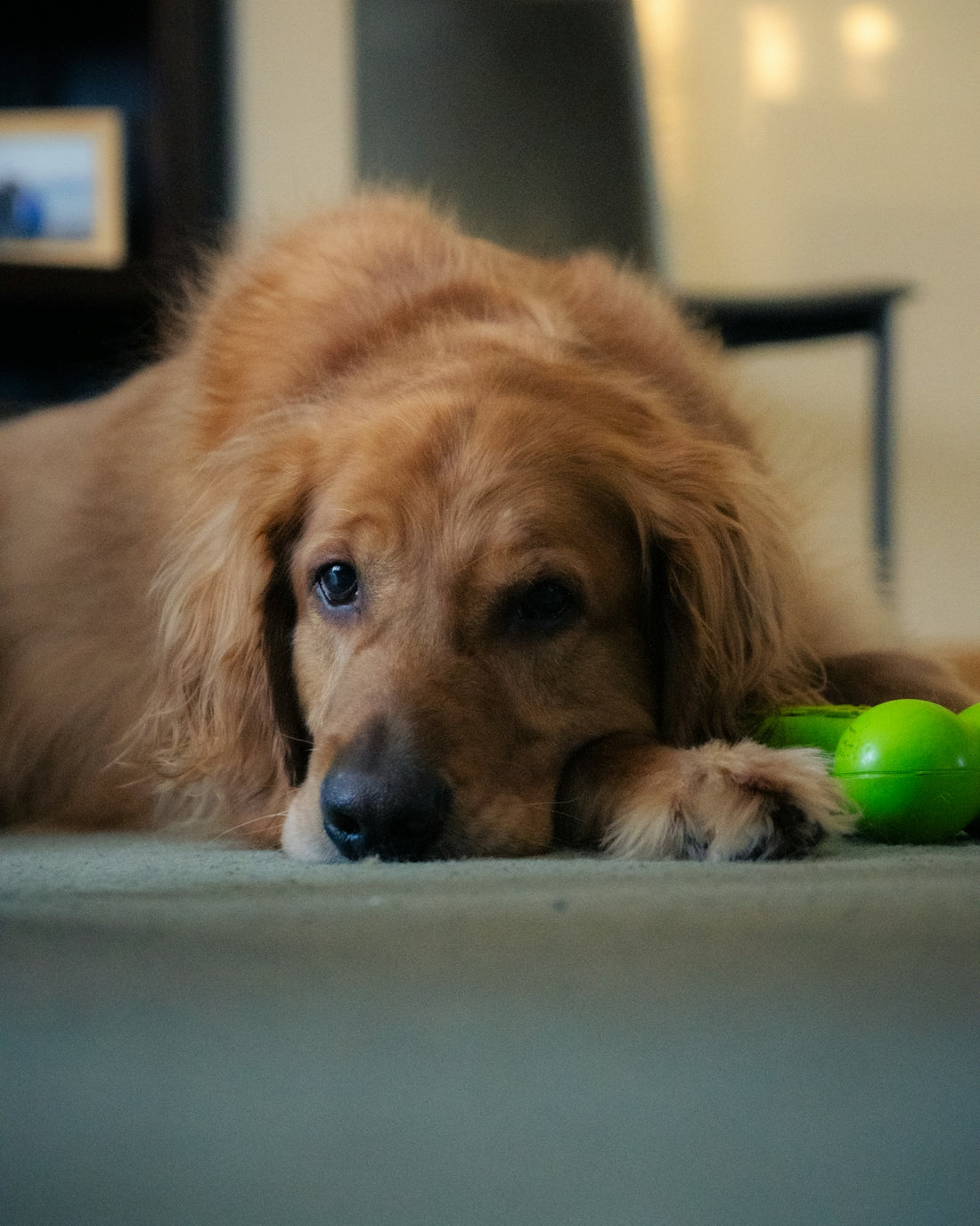 a dog laying on the floor with a toy in its mouth