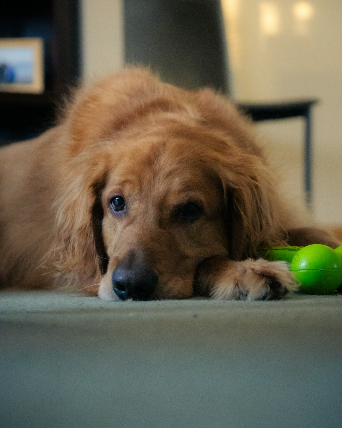 a dog laying on the floor with a toy in its mouth