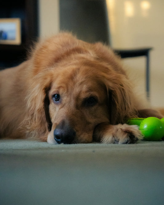 a dog laying on the floor with a toy in its mouth