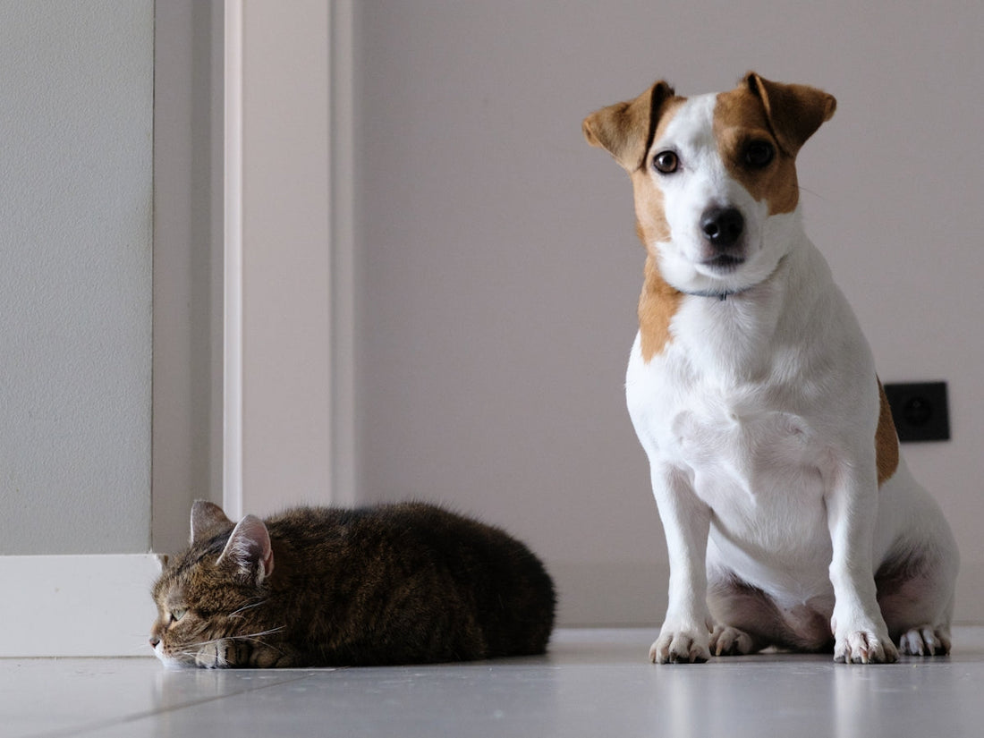 The Evolution of Pet Wellness Care Throughout the Years - My Pet Serenity
