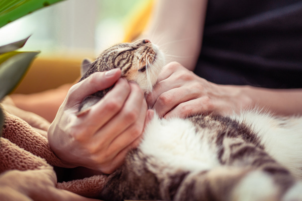 A Comprehensive Guide to Understanding Your Pet's Behavior - My Pet Serenity