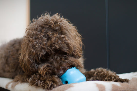 A brown dog laying on top of a bed