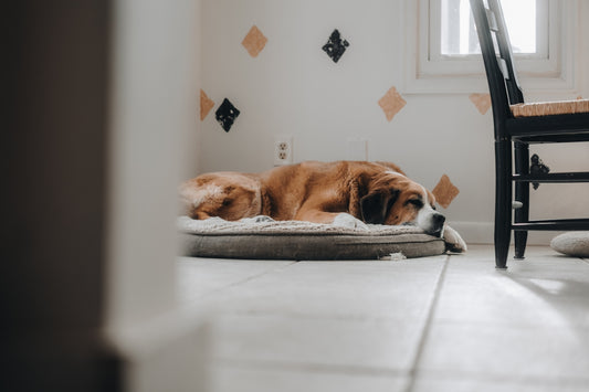 A dog is sleeping peacefully on its bed.