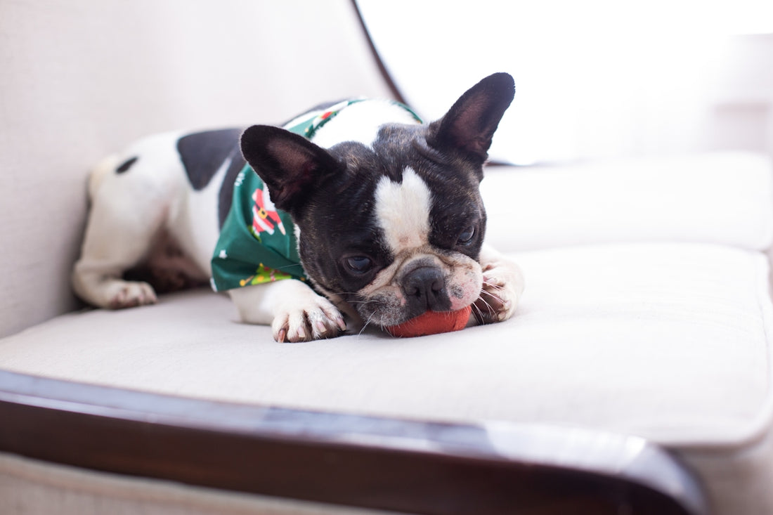 French bulldog rests with a toy on a chair.