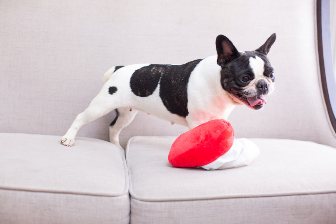 French bulldog plays with a heart-shaped toy.