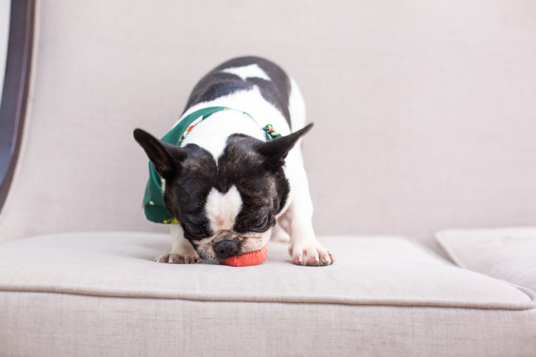 Dog sniffing at a toy on a couch.