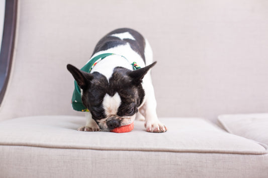Dog sniffing at a toy on a couch.
