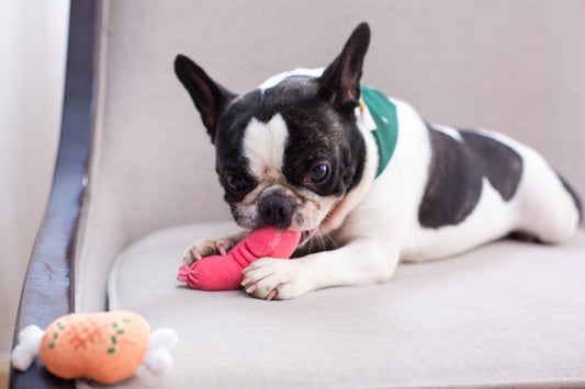 A cute dog chews on a toy.