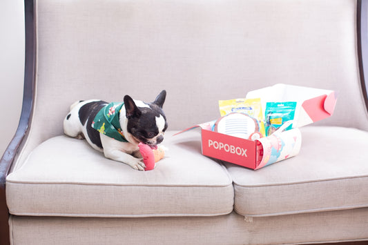 A dog enjoys a toy from a subscription box.