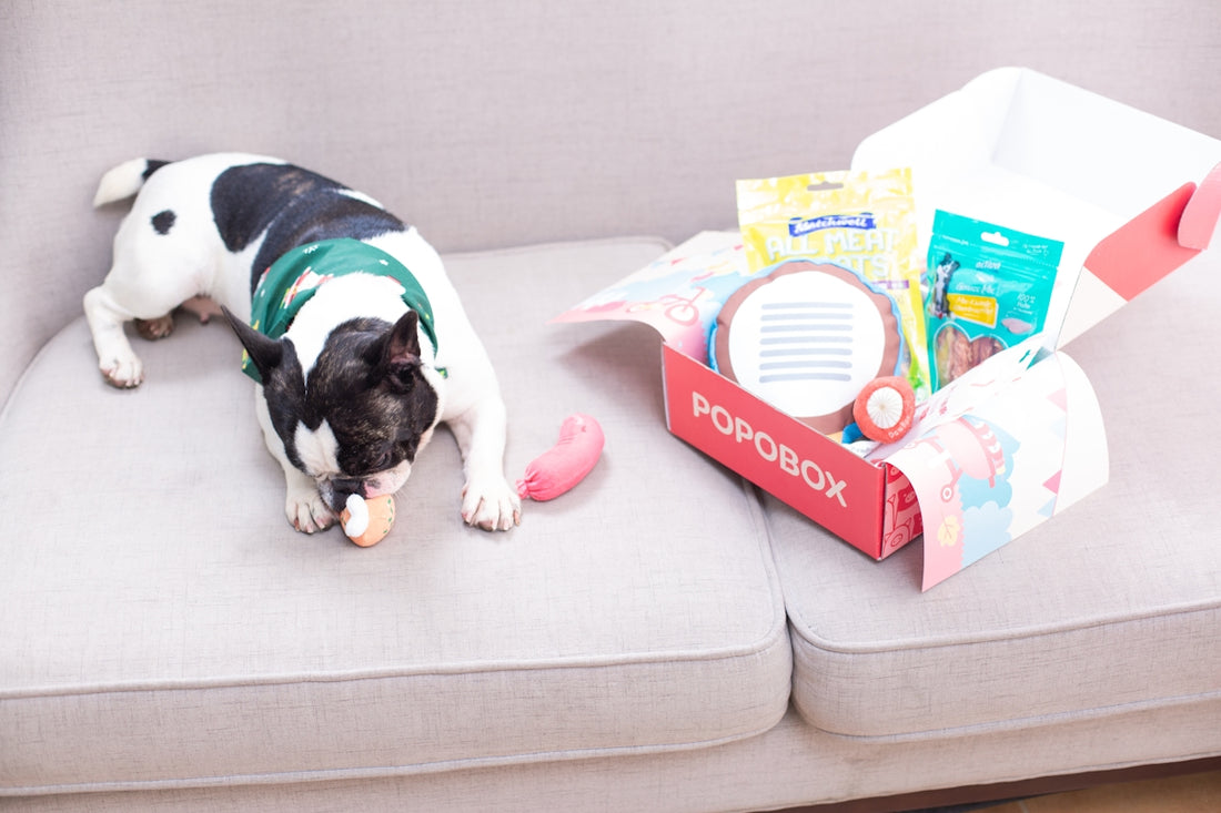 Dog enjoys a toy next to a popobox gift box.