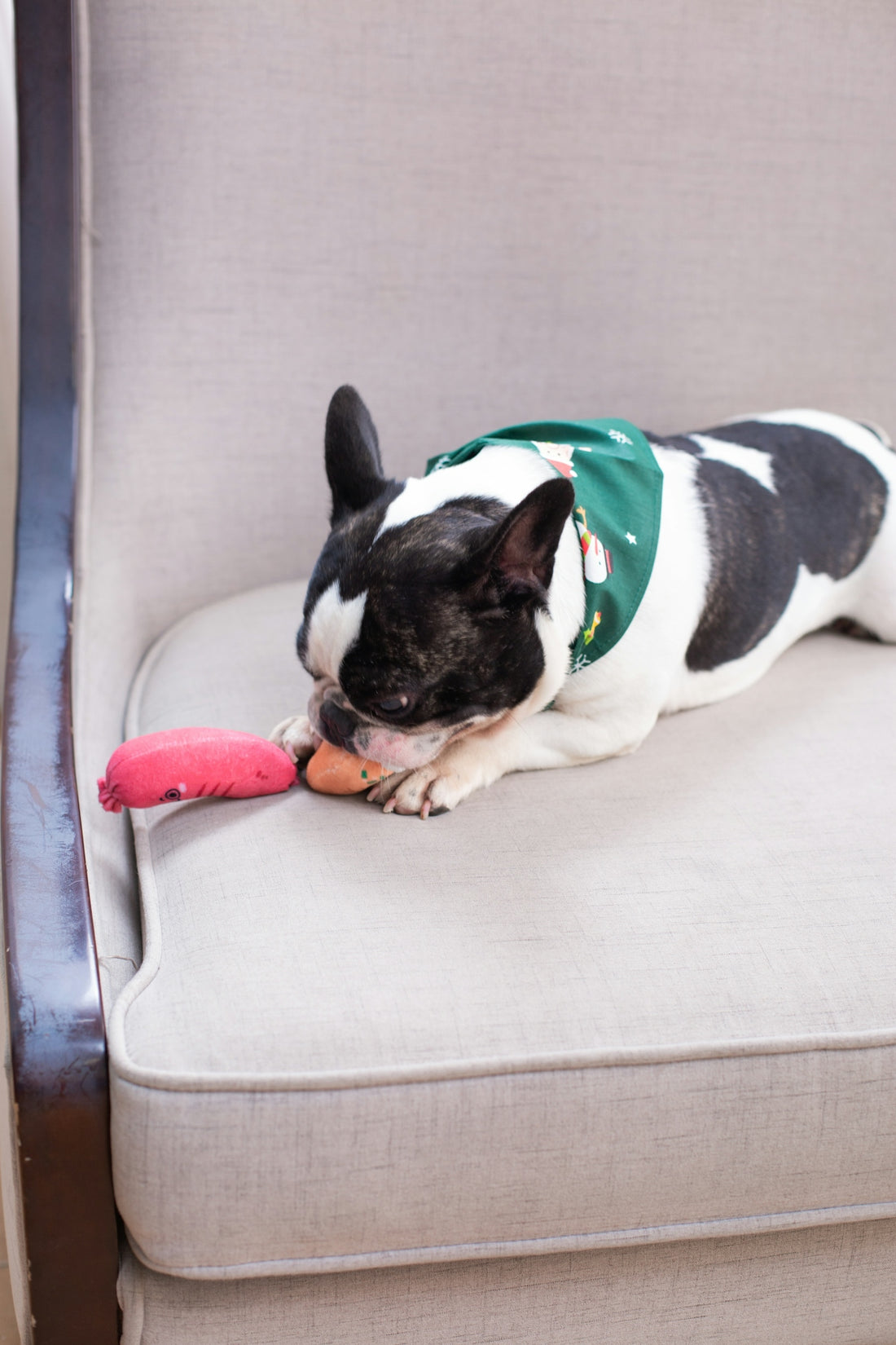 Dog chews on a toy while relaxing on a chair.