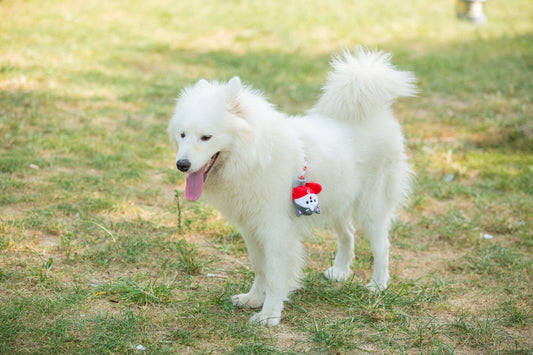 A fluffy, white dog stands in the grass.