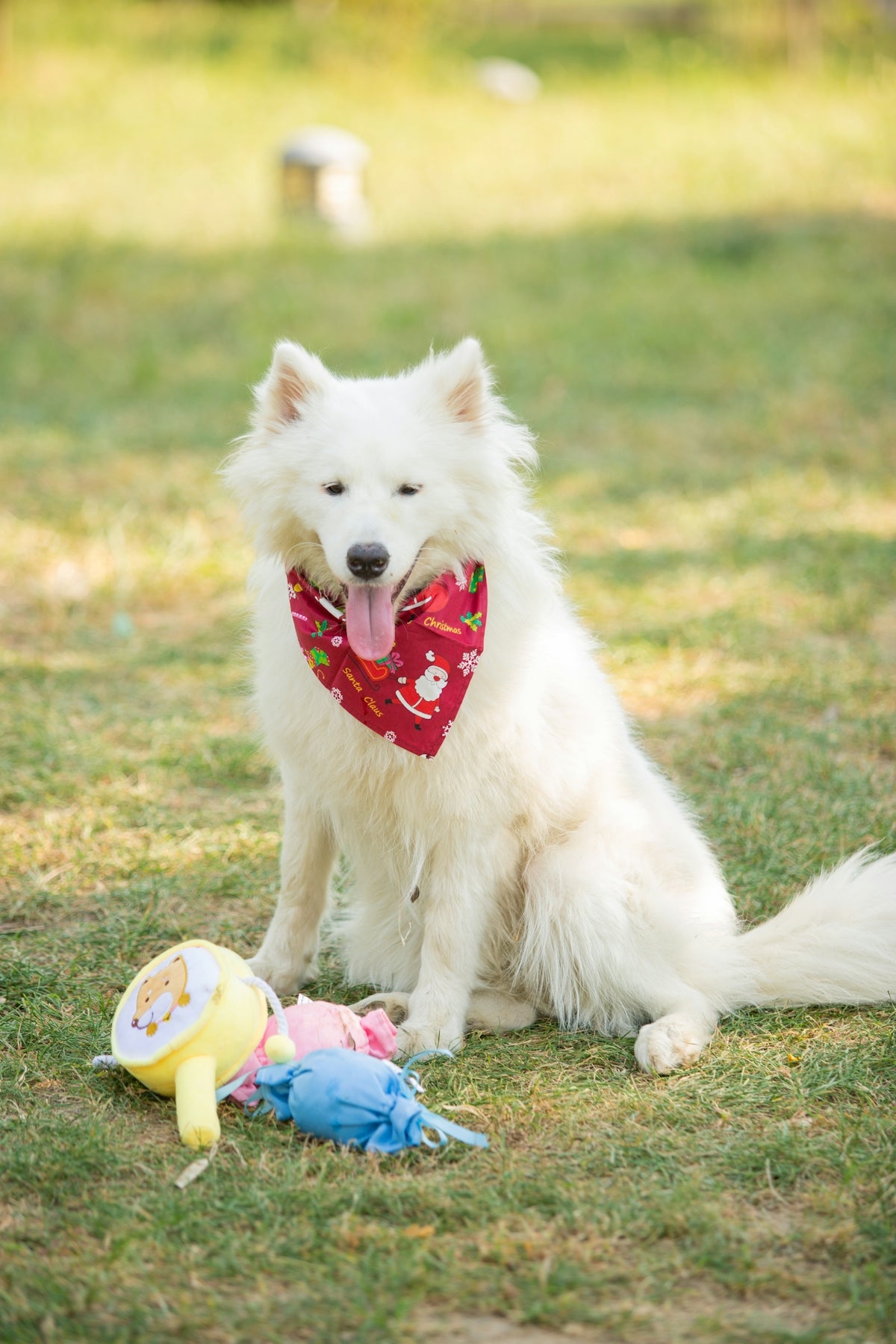 A happy white dog sits outside with toys.