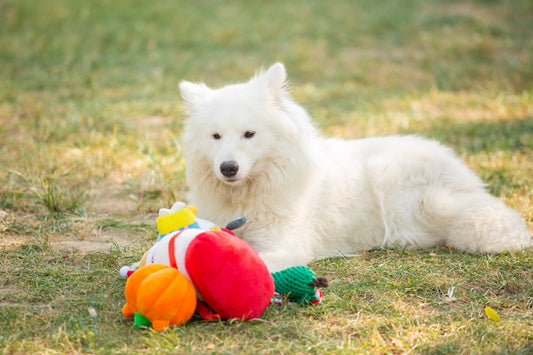 A white dog rests near colorful toys.