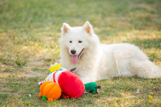 A fluffy white dog rests with its toys.