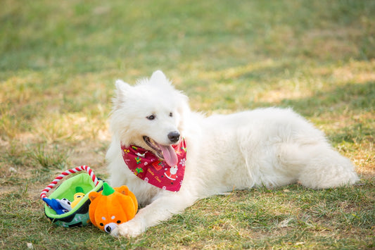 A fluffy white dog lays on the grass.