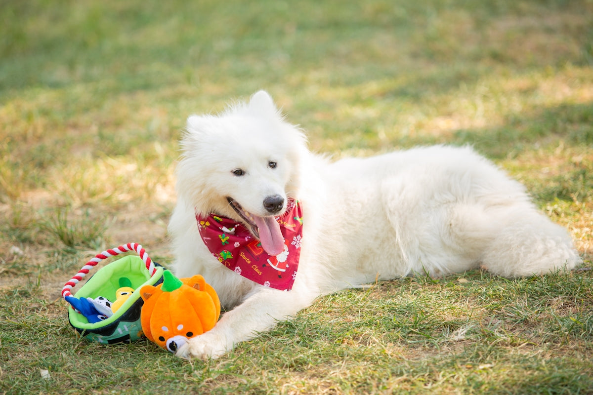 A fluffy dog enjoys its toys on the grass.