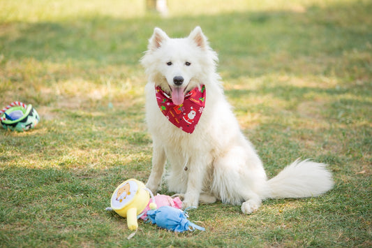 Fluffy white dog sits with toys on the grass.