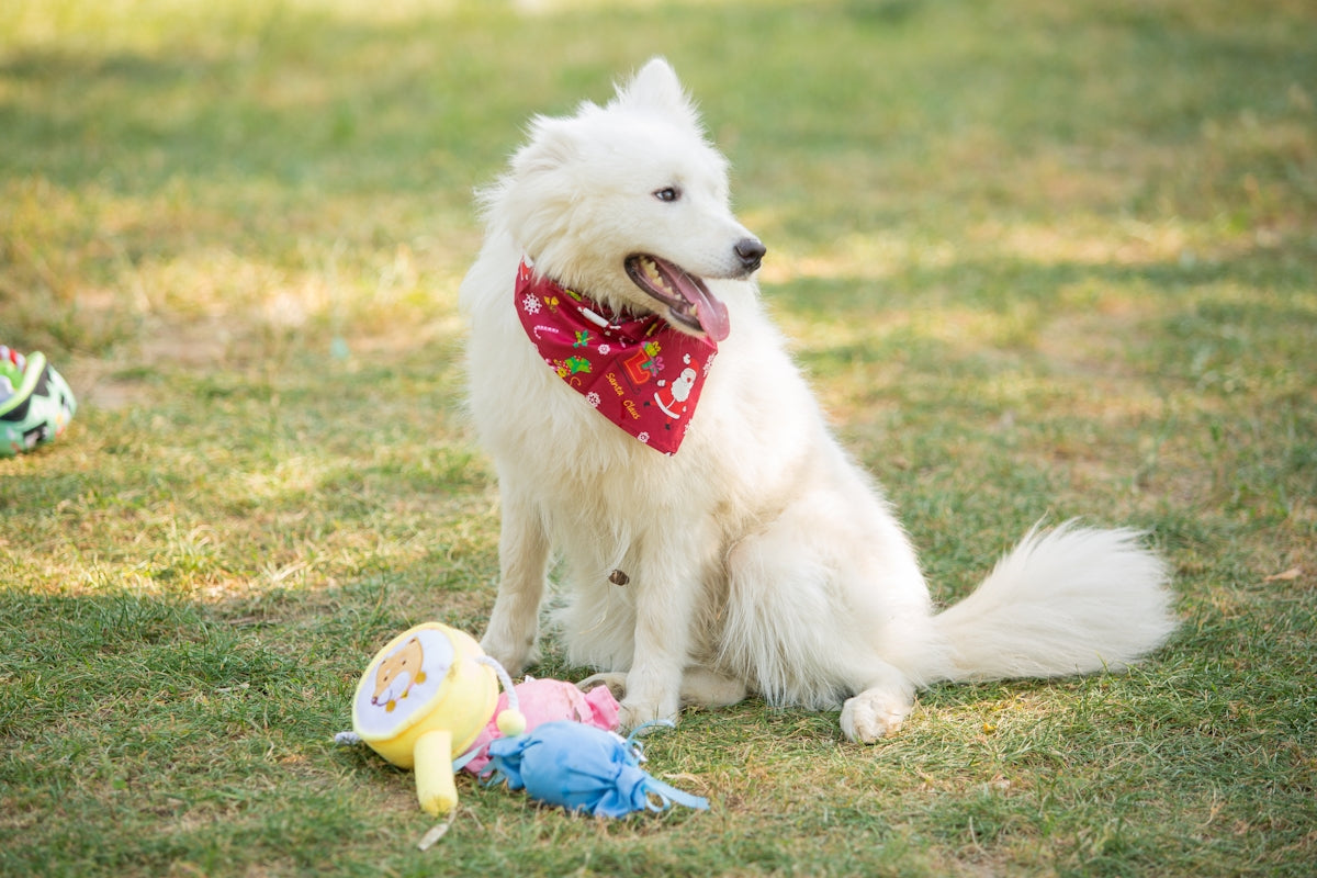 White dog with bandana sits among its toys.