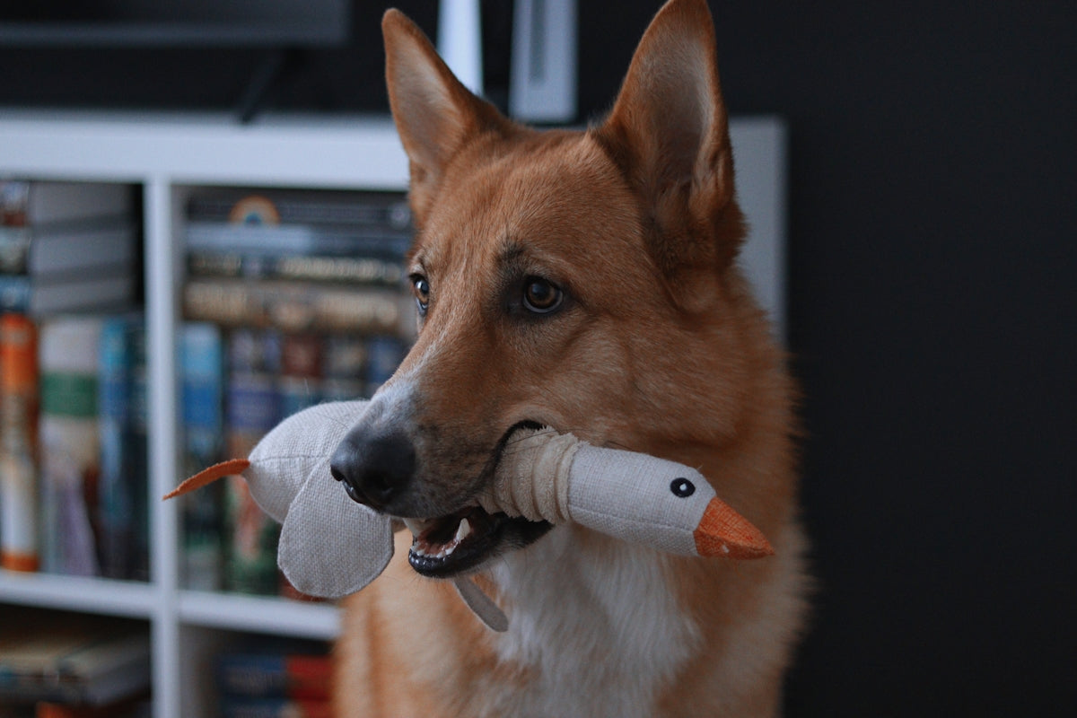A german shepherd dog holds a stuffed duck toy in its mouth.