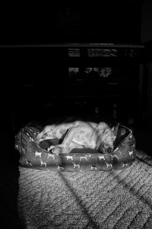 Dog sleeping peacefully in its bed.