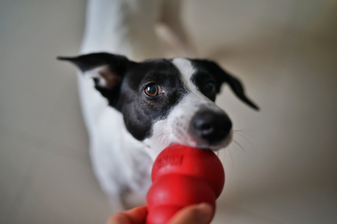 A dog holds a red toy in its mouth
