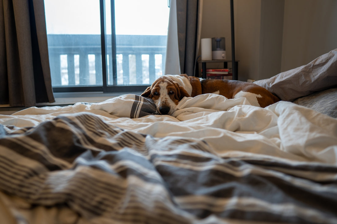 A brown and white dog rests on a messy bed.