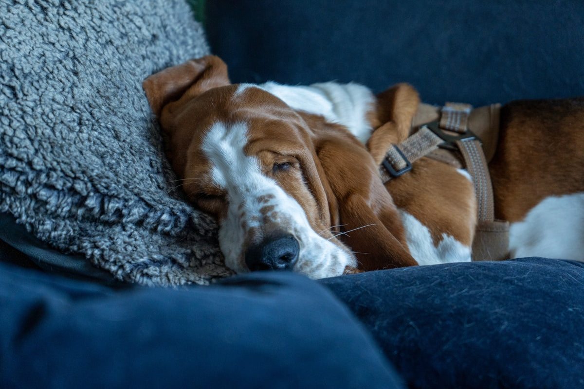 A basset hound dog sleeping on a couch.