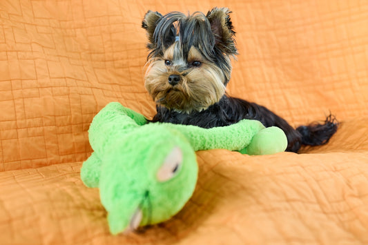 Small yorkshire terrier puppy with a green toy.